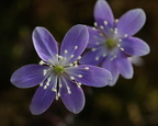 Hepatica