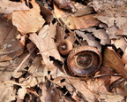 The forest has eyes