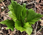Skunk Cabbage