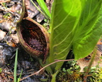 Spadix