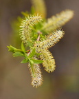 Pussy Willow