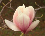 Magnolia