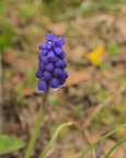 Grape Hyacinth