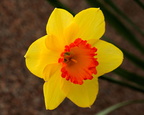 Daffodil