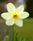 Daffodil