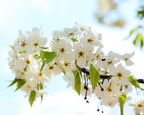 Crabapple Blossoms