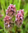 Lamium Purpureum