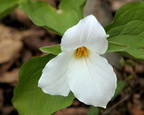 Trillim