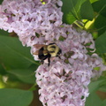 Bumblebee on Lilacs