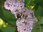 Bumblebee on Lilacs