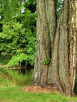 Thornapple River