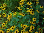 Black-Eyed Susans