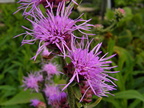 Blazing Star