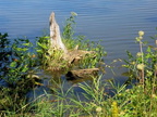 Stump in Bloom