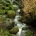 Freeman Spring
