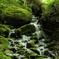Freeman Spring