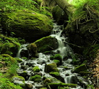 Freeman Spring