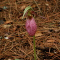 Lady's Slipper