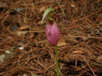 Lady's Slipper