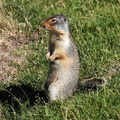 Ground Squirrel