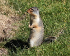 Ground Squirrel