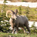Bighorn Sheep