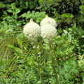 Beargrass
