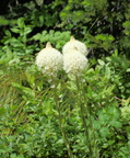 Beargrass