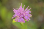Horsemint