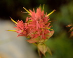Indian Paintbrush