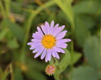 Showy Daisy