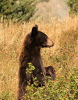 Black Bear Standing