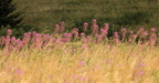 Windswept Field
