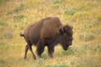 Bull