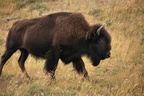 Bison