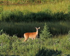 Red Deer