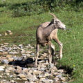 Mountain Goat