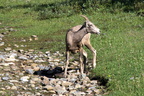 Mountain Goat