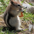 Golden Mantled Ground Squirrel