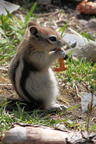 Golden Mantled Ground Squirrel