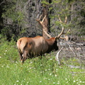 Elk