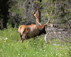 Elk