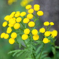 Tansy