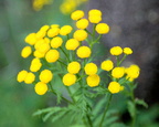 Tansy