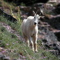 Rocky Mountain Goat