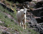 Rocky Mountain Goat