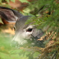 Fawn