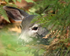 Fawn