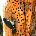 Acorn Woodpecker