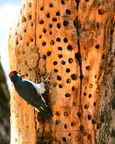 Acorn Woodpecker